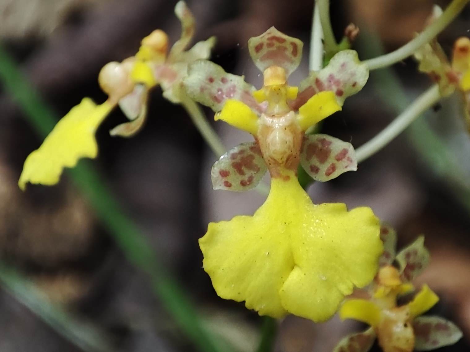 Oncidium stipitatum
